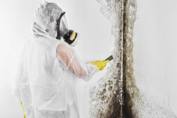Best Residential Mold Removal  in Bonnetsville, NC